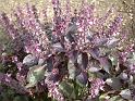 Basil_redleafed in flower